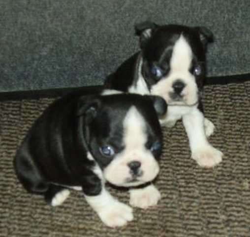 wunderschöne Boston Terrier Welpen